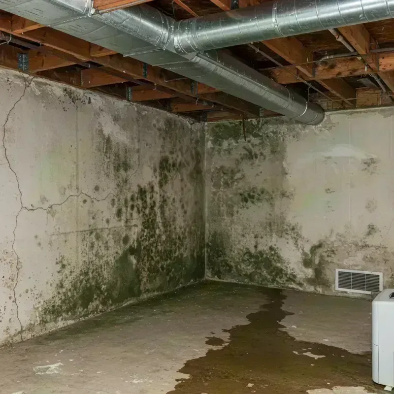 Professional Mold Removal in Saint Elmo, IL